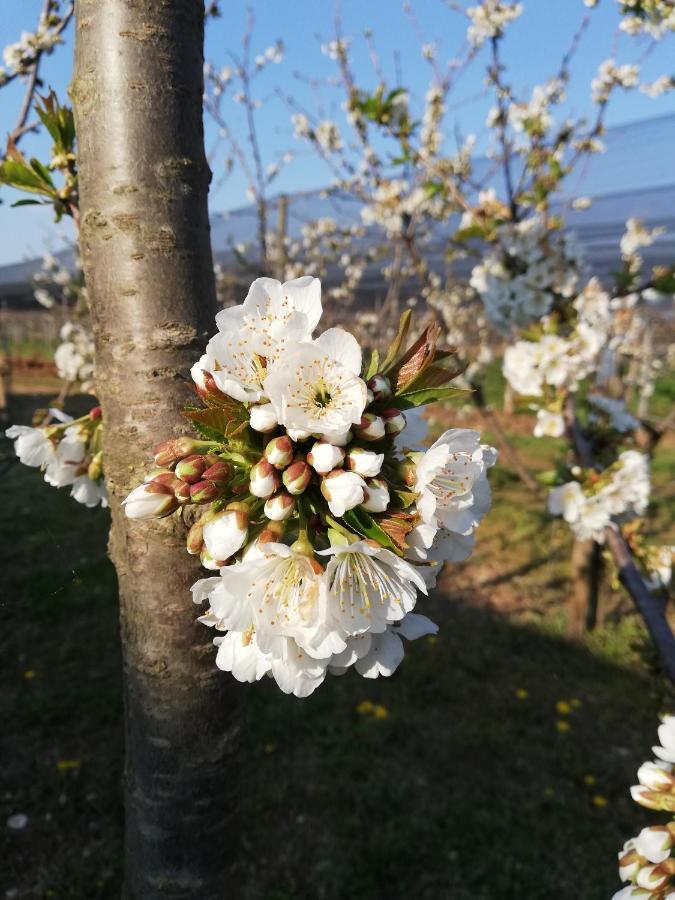 Borgo D'Asolo Villa San Vito Di Altivole Exteriör bild